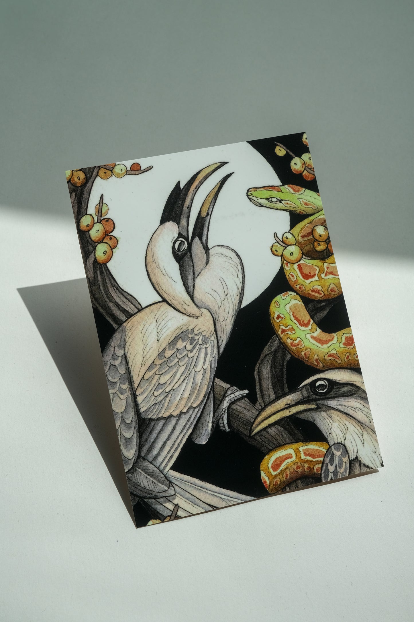 Grey hornbill