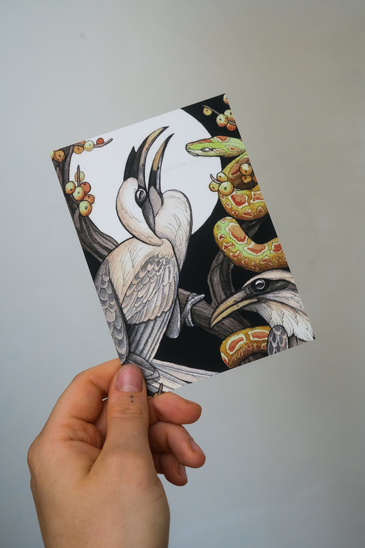 Grey hornbill