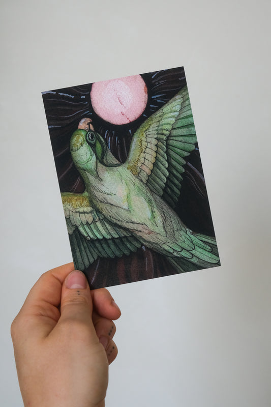 Green parakeet